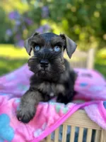 Gypsy, a female Miniature Schnauzer for sale in Science Hill, KY – 2 of 5
