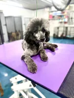 Flint, a male Poodle - Miniature  for sale in Science Hill, KY – 2 of 2