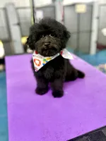 Fischer, a male Miniature Aussiedoodle for sale in Science Hill, KY – 2 of 3
