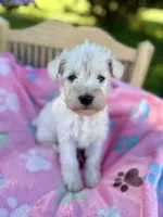 Kai , a female Miniature Schnauzer for sale in Science Hill, KY – 5 of 6