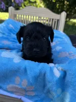 Jett, a male Miniature Schnauzer for sale in Science Hill, KY – 5 of 6