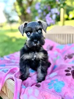 Gypsy, a female Miniature Schnauzer for sale in Science Hill, KY – 3 of 5