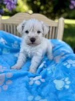Rief , a male Miniature Schnauzer for sale in Science Hill, KY – 3 of 4