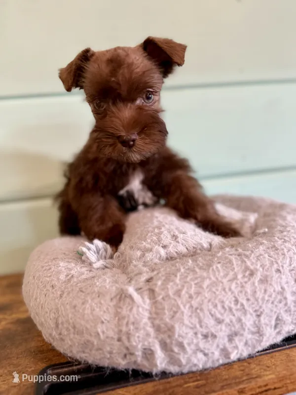 Buttons  – Miniature Schnauzer puppy for sale in Science Hill, KY