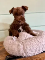Buttons , a female Miniature Schnauzer for sale in Science Hill, KY – 1 of 3