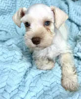 Rief , a male Miniature Schnauzer for sale in Science Hill, KY – 4 of 4