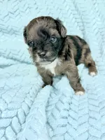 Canyon , a male Miniature Aussiedoodle for sale in Science Hill, KY – 3 of 3