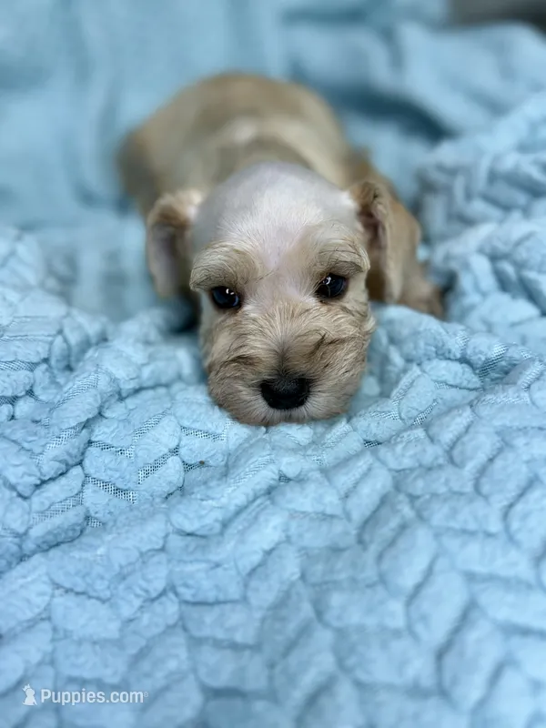 Sailor  – Miniature Schnauzer puppy for sale in Science Hill, KY