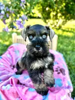 Gypsy, a female Miniature Schnauzer for sale in Science Hill, KY – 5 of 5