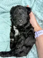 Nitro, a male Miniature Aussiedoodle for sale in Science Hill, KY – 2 of 2
