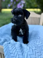 Frankie, a male Miniature Schnauzer for sale in Science Hill, KY – 2 of 3