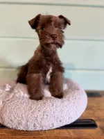 Buttons , a female Miniature Schnauzer for sale in Science Hill, KY – 2 of 3