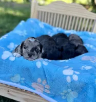 Cruz , a male Miniature Aussiedoodle for sale in Science Hill, KY – 2 of 5