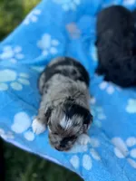 Cruz , a male Miniature Aussiedoodle for sale in Science Hill, KY – 4 of 5