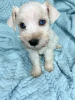 Kai , a female Miniature Schnauzer for sale in Science Hill, KY – 4 of 6