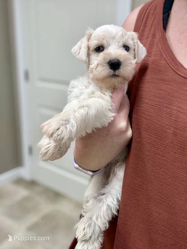 Kai  – Miniature Schnauzer puppy for sale in Science Hill, KY