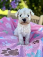 Kai , a female Miniature Schnauzer for sale in Science Hill, KY – 6 of 6