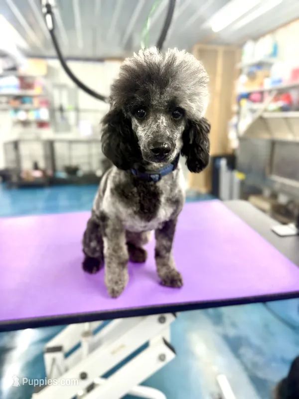 Flint – Poodle - Miniature  puppy for sale in Science Hill, KY