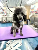 Flint, a male Poodle - Miniature  for sale in Science Hill, KY – 1 of 2