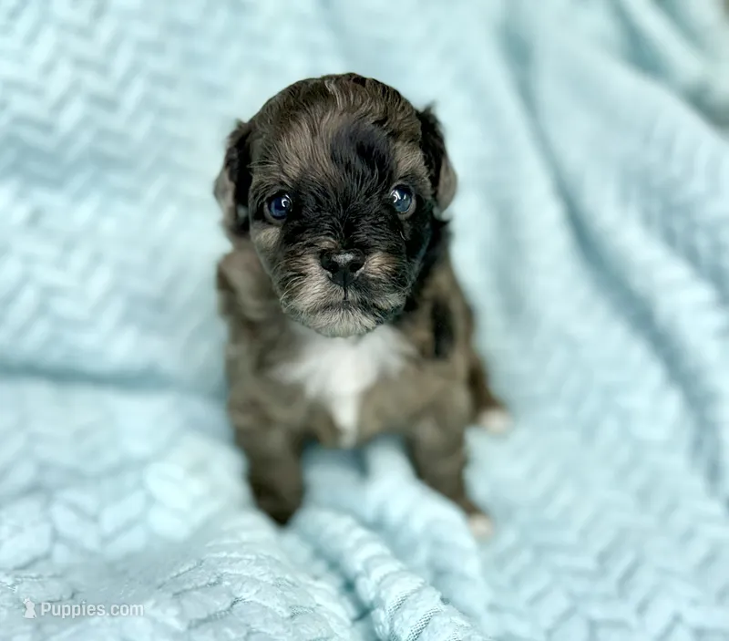 Canyon  – Miniature Aussiedoodle puppy for sale in Science Hill, KY