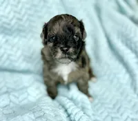 Canyon , a male Miniature Aussiedoodle for sale in Science Hill, KY – 1 of 3