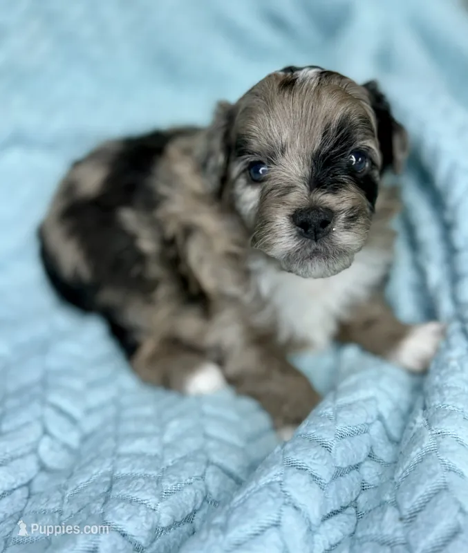 Cruz  – Miniature Aussiedoodle puppy for sale in Science Hill, KY