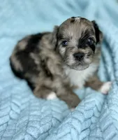 Cruz , a male Miniature Aussiedoodle for sale in Science Hill, KY – 1 of 5