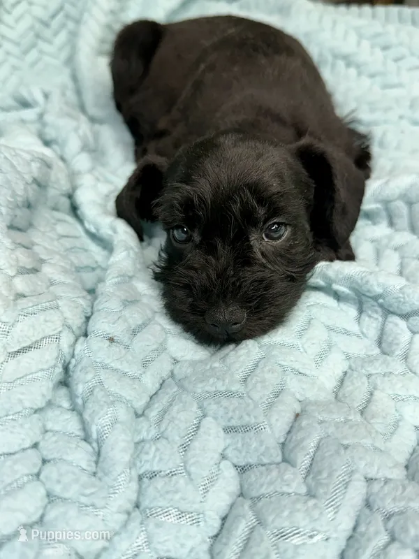 Jett – Miniature Schnauzer puppy for sale in Science Hill, KY