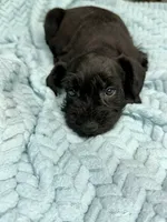 Jett, a male Miniature Schnauzer for sale in Science Hill, KY – 1 of 6