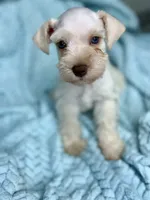 Rief , a male Miniature Schnauzer for sale in Science Hill, KY – 1 of 4
