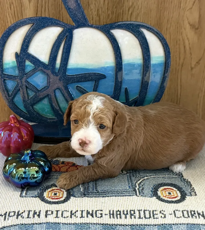 Millie – Poodle - Toy , Miniature Labradoodle puppy for sale in Newport, NC