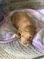 Sandy, a female Poodle - Toy  and Miniature Labradoodle for sale in Newport, NC – 2 of 2