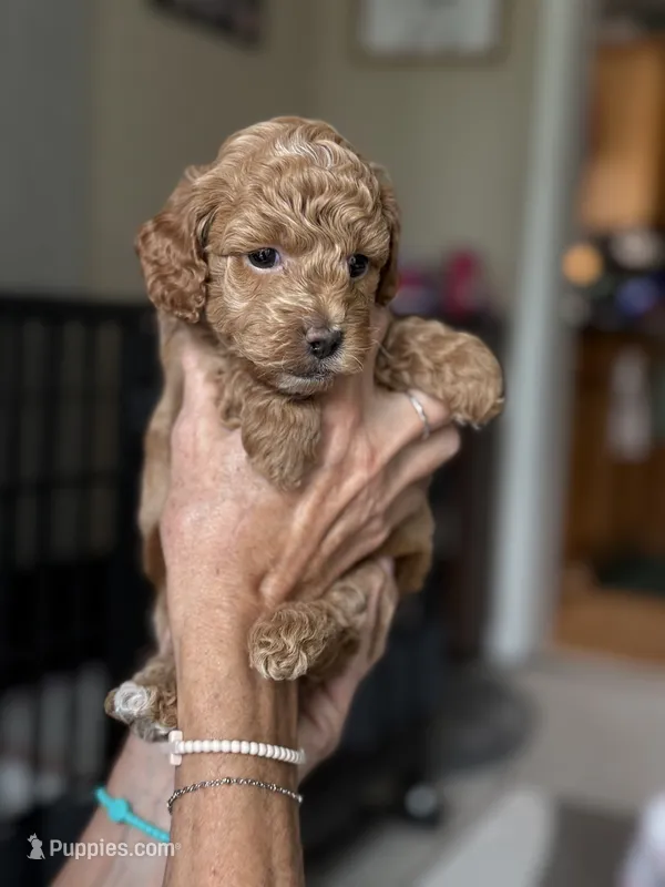 Coco – Miniature Labradoodle puppy for sale in Newport, NC