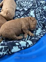 Coco, a female Poodle - Toy  and Miniature Labradoodle for sale in Newport, NC – 4 of 4