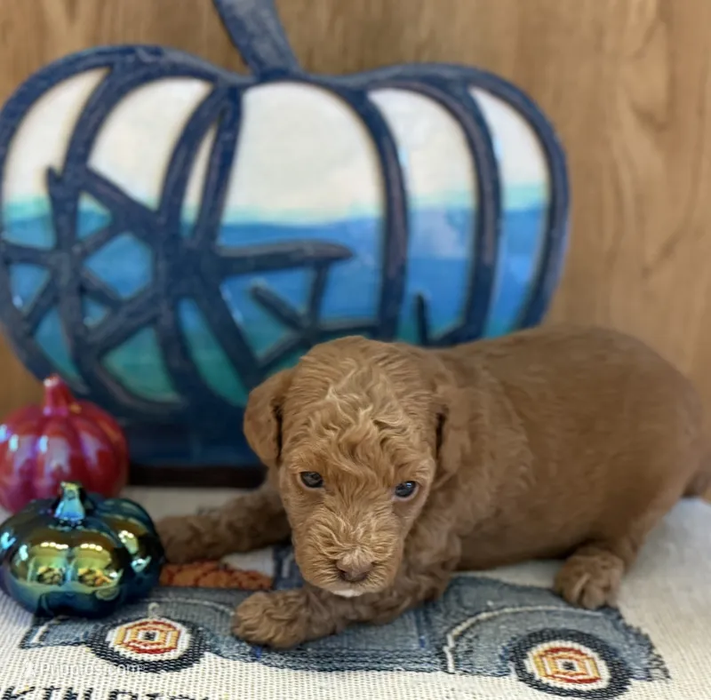 Coco – Poodle - Toy , Miniature Labradoodle puppy for sale in Newport, NC