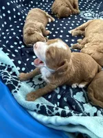 Millie, a female Poodle - Toy  and Miniature Labradoodle for sale in Newport, NC – 3 of 3