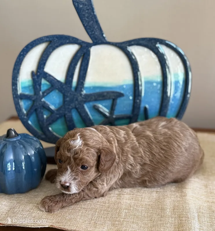 Beau – Poodle - Toy , Miniature Labradoodle puppy for sale in Newport, NC