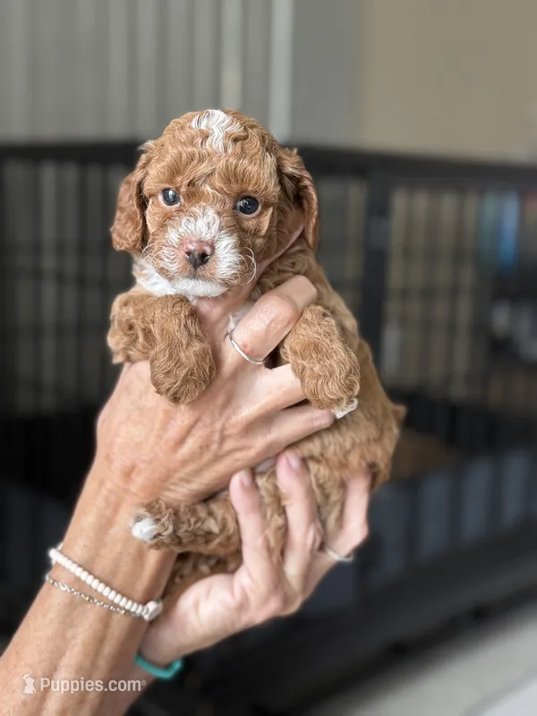 Beau – Miniature Labradoodle puppy for sale in Newport, NC