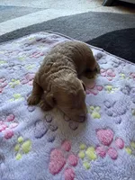 Coco, a female Poodle - Toy  and Miniature Labradoodle for sale in Newport, NC – 3 of 4