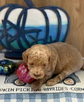 Sandy, a female Poodle - Toy  and Miniature Labradoodle for sale in Newport, NC – 1 of 2