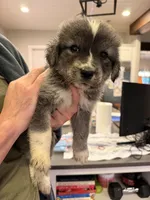 Great Golden 1, a male Great Pyrenees and English Cream Golden Retriever for sale in Mason, TX – 2 of 2