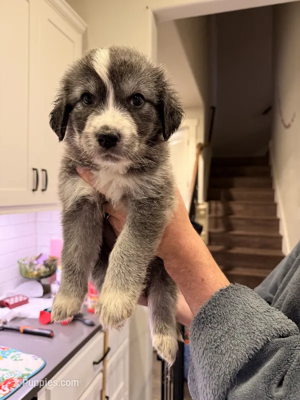Great Golden 2 – Great Pyrenees, English Cream Golden Retriever puppy for sale in Mason, TX