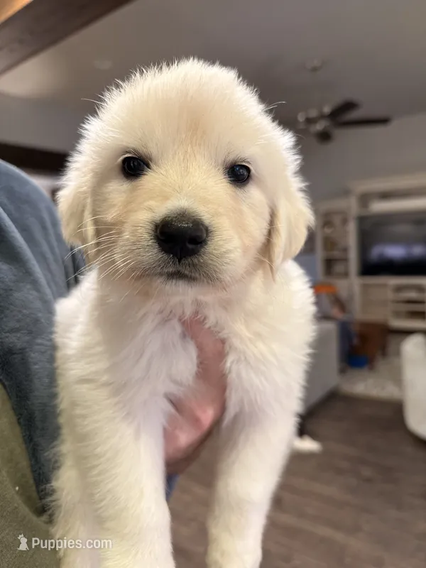 Great Golden 3 – Great Pyrenees, English Cream Golden Retriever puppy for sale in Mason, TX