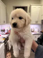Great Golden 3, a female Great Pyrenees and English Cream Golden Retriever for sale in Mason, TX – 2 of 2