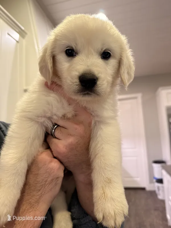 Great Golden 4 – Great Pyrenees, English Cream Golden Retriever puppy for sale in Mason, TX