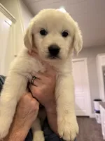 Great Golden 4, a male Great Pyrenees and English Cream Golden Retriever for sale in Mason, TX – 1 of 2