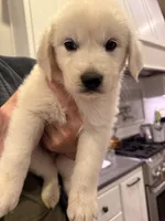 Great Golden 4, a male Great Pyrenees and English Cream Golden Retriever for sale in Mason, TX – 2 of 2