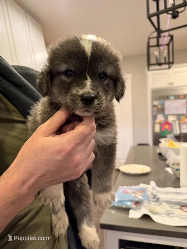 Great Golden 1 – Great Pyrenees, English Cream Golden Retriever puppy for sale in Mason, TX