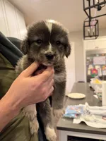 Great Golden 1, a male Great Pyrenees and English Cream Golden Retriever for sale in Mason, TX – 1 of 2