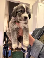 Great Golden 2, a female Great Pyrenees and English Cream Golden Retriever for sale in Mason, TX – 2 of 2